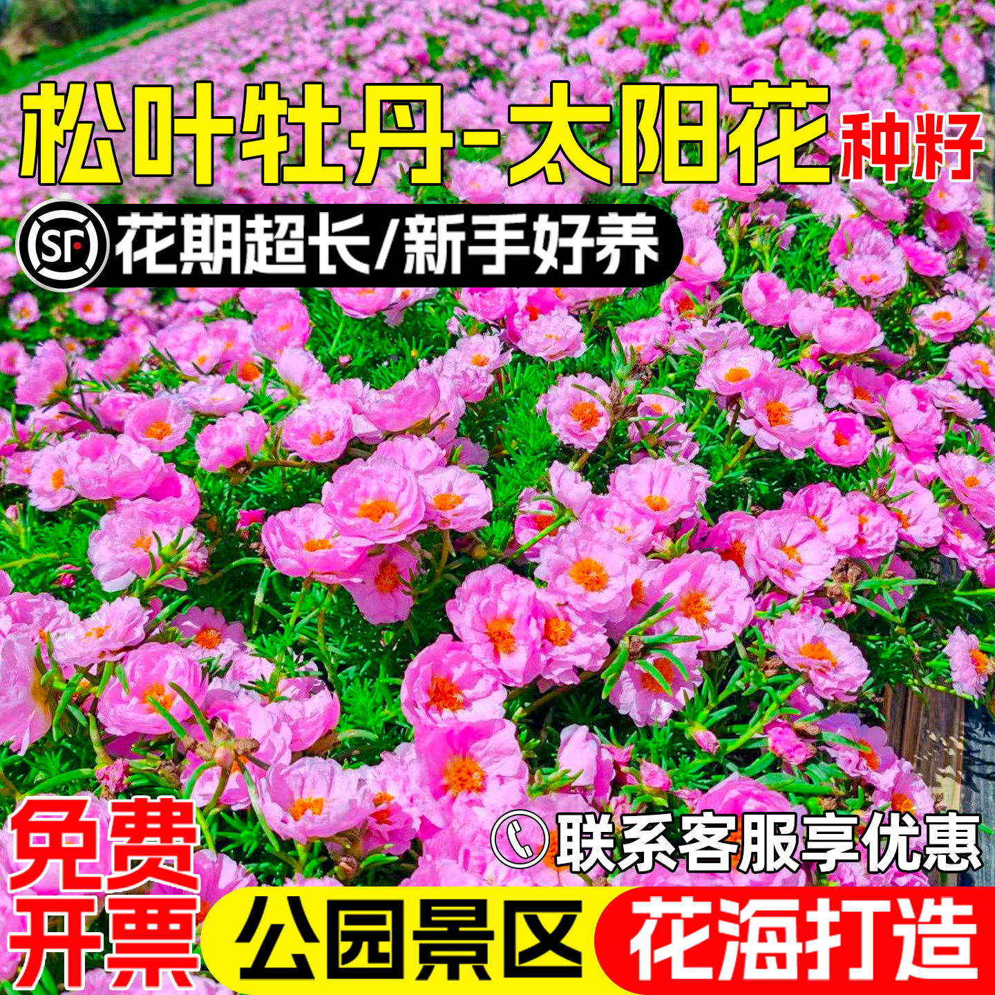 松叶牡丹花籽公园景区花海太阳花