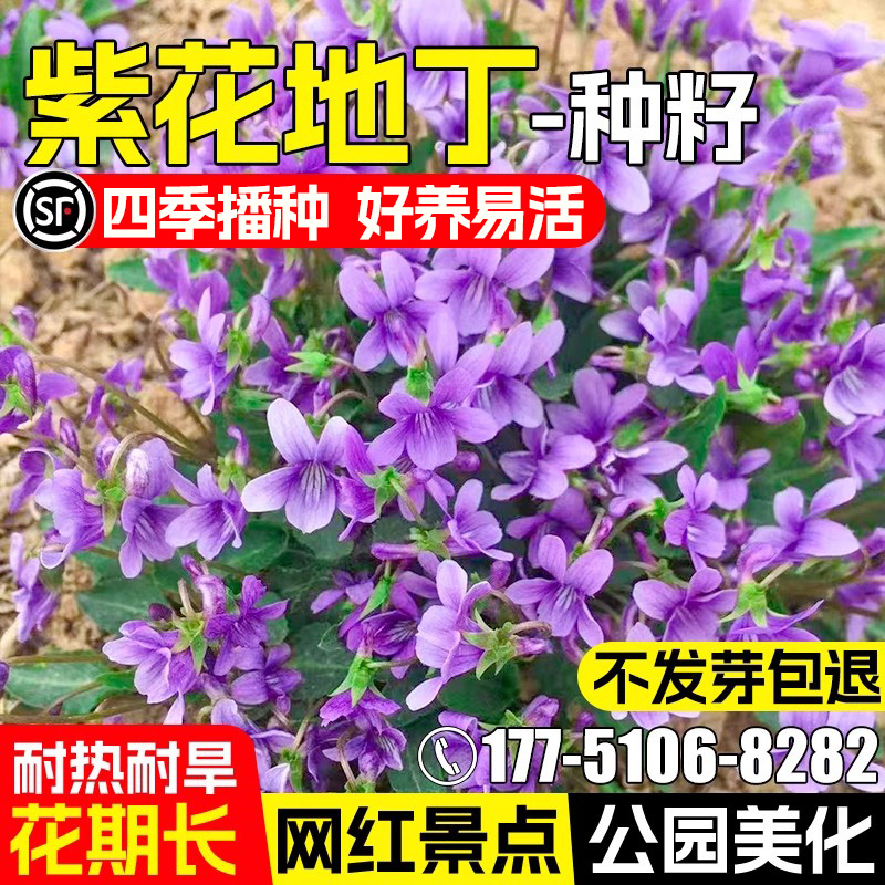 紫花地丁种子籽中药材苦地丁种孑