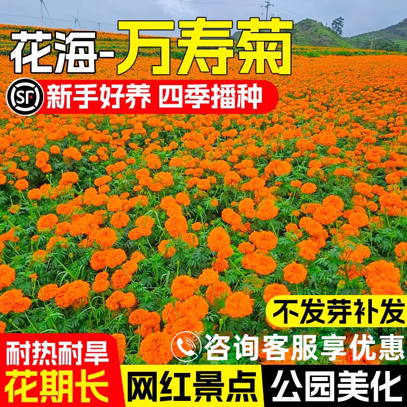 万寿菊花种籽四季播种室外花种子