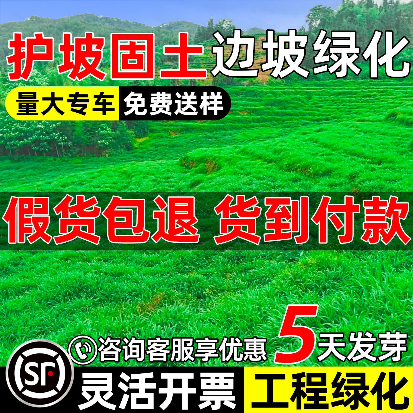 护坡固土草籽耐寒耐旱草坪种子免修剪边坡绿化矿山复绿工程黑麦草