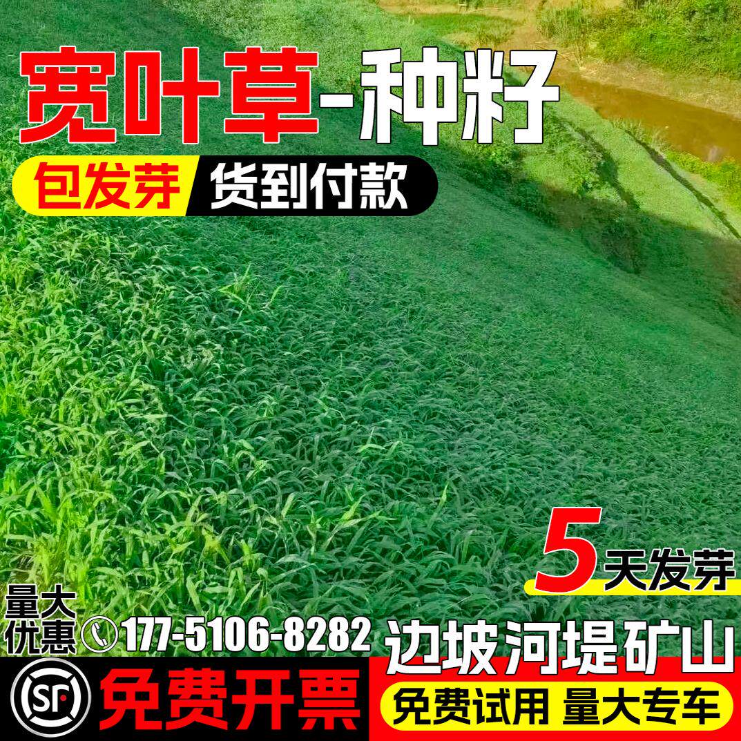 宽叶雀裨草种子抗旱护坡固土种籽耐盐碱百喜草草坪草籽绿化四季青