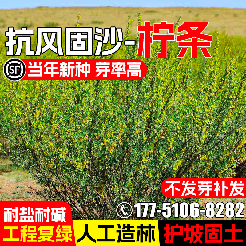 柠条种子护坡灌木草籽抗风固土多年生耐盐碱绿化工程荒地复绿种籽