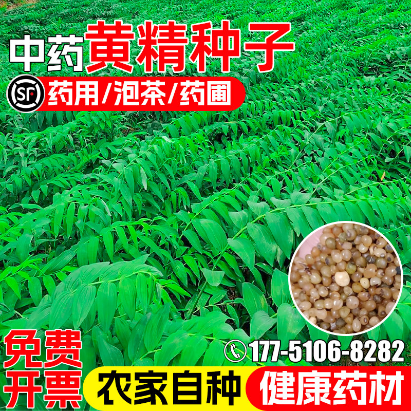黄精种子姜形鸡头黄精中药材种子图片