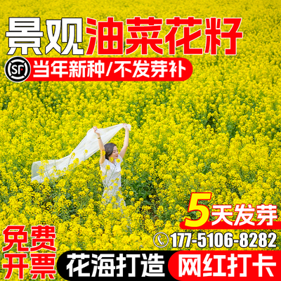 油菜花种籽景观花海观赏花种子