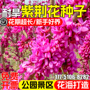 紫荆花种子耐热耐旱公园景区园林景观绿化红花羊蹄甲紫荆林木种籽