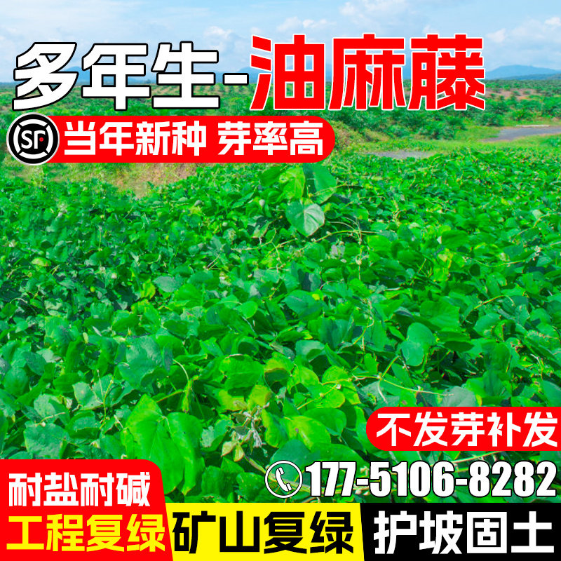 油麻藤种籽爬藤植物护坡固土种子