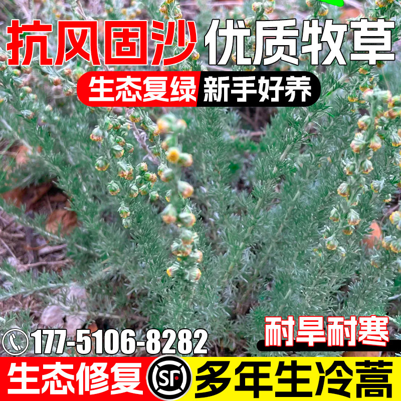 冷蒿种子防风固沙生态修复绿肥