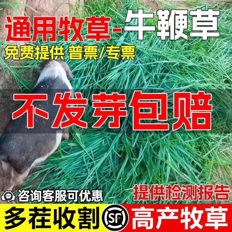 牛鞭草种籽四季高产牧草种子多茬收割畜牧养殖绿肥青饲高蛋白草籽