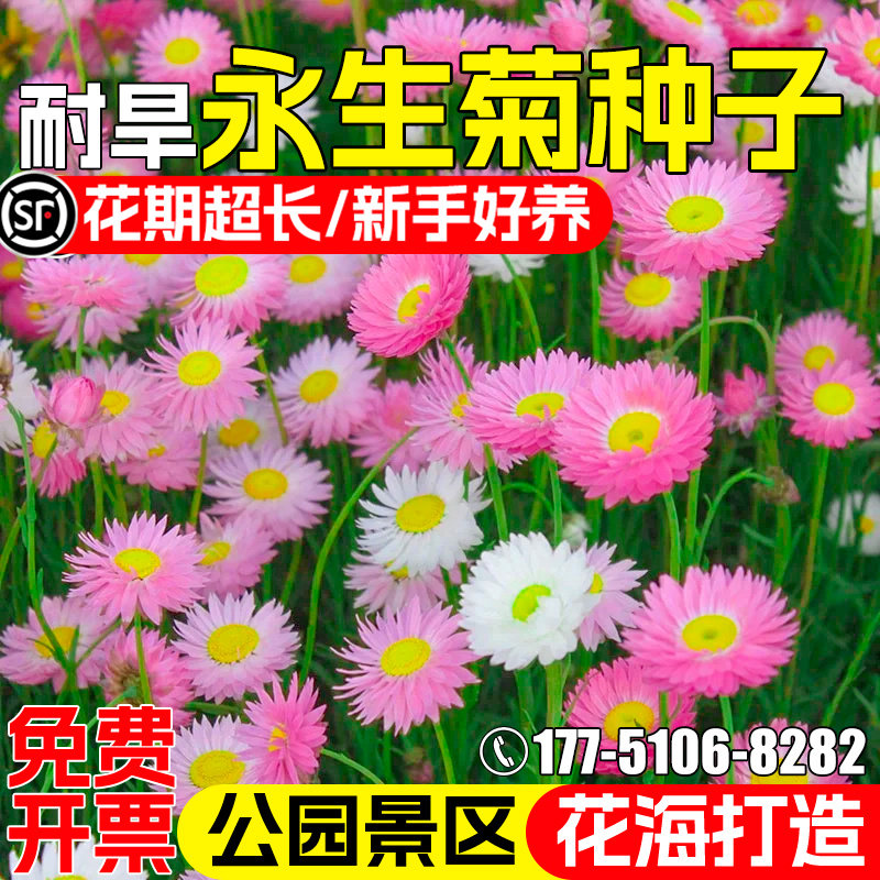 永生菊花种子公园景区花海美化