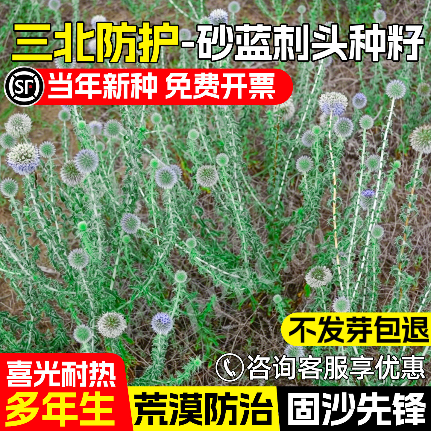 砂蓝刺头草种子生态修复工程绿化