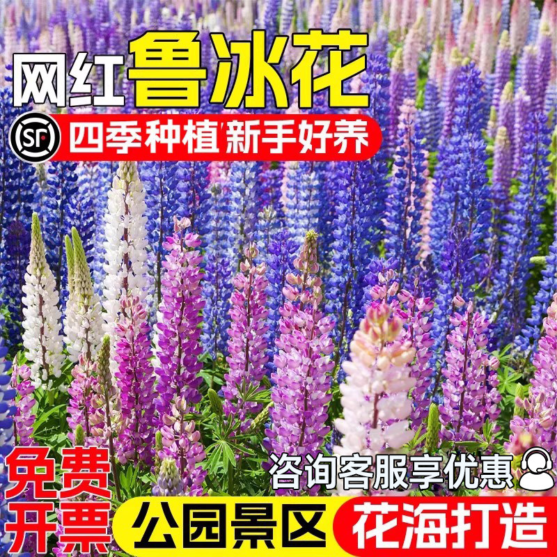 鲁冰花种子野花组合羽扇豆花种籽