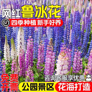 鲁冰花种子四季播种庭院别墅公园花海景观羽扇豆花籽野花组合花籽