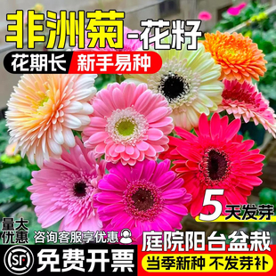 进口非洲菊种子扶郎花菊花种籽阳台盆栽四季景观绿化植物花卉花籽