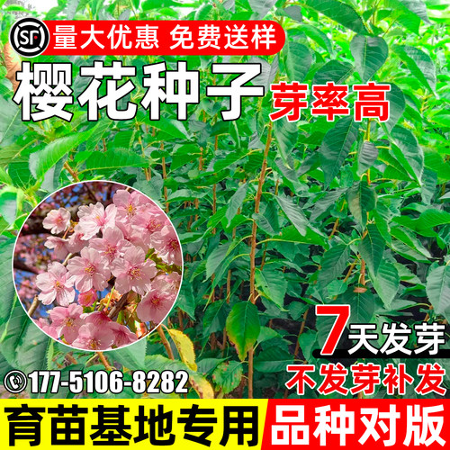 樱花树种子行道树绿化观赏乔木