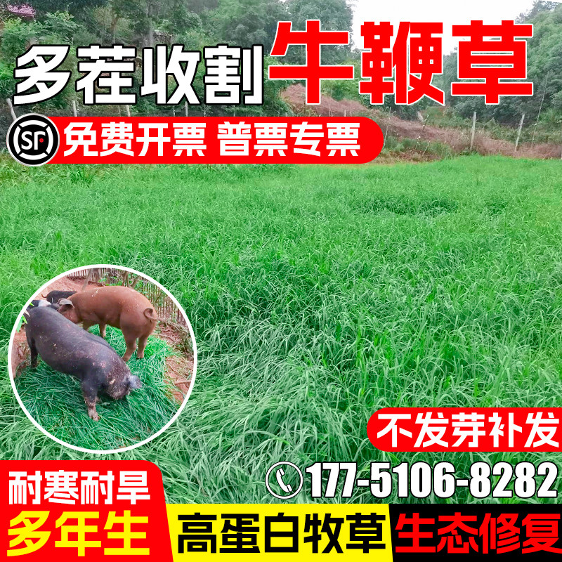 牛鞭草籽四季高产高蛋白生态修复