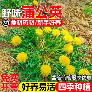蒲公英种籽野生婆婆丁花种子四季播种耐盐耐碱多年生药用植物草籽