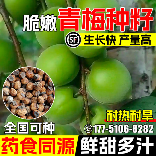青梅种子青竹梅酸梅青梅树种籽