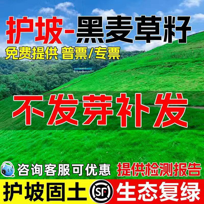 黑麦草草籽多年生四季常青护坡固土矿山生态修复绿化工程草坪种子