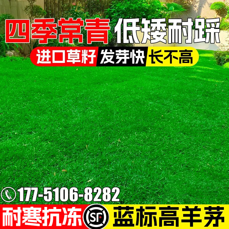 蓝标高羊茅草籽多年生低矮耐踩护坡固土公园小区庭院绿化草坪种子