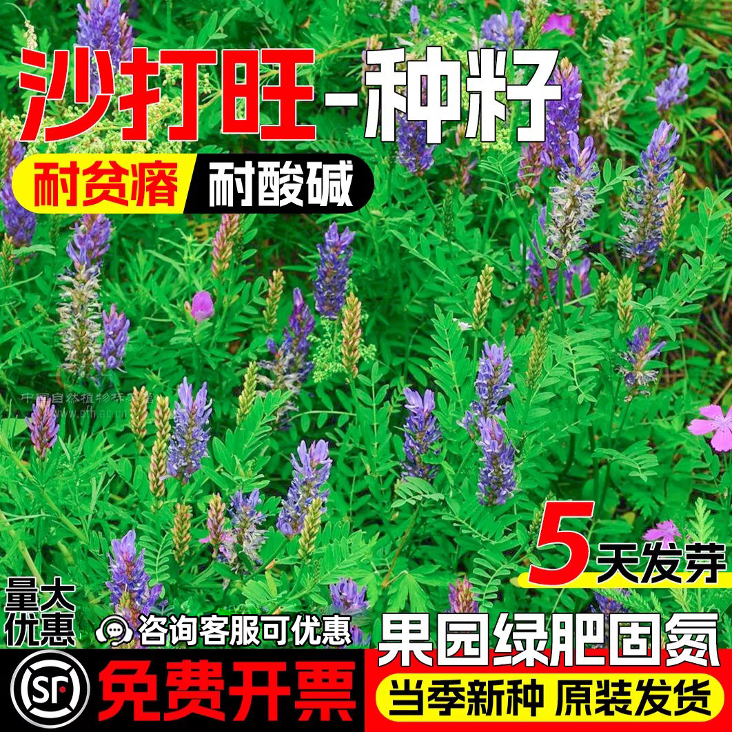 沙打旺种籽耐盐碱牧草种子改良土壤果园绿肥防沙固土护坡绿化草籽