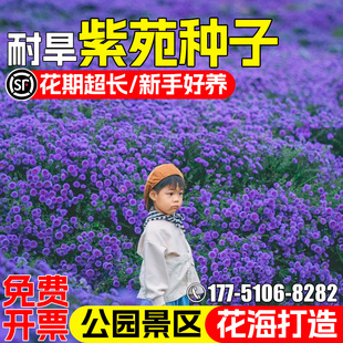 紫苑花种子四季 庭院阳台盆栽紫菀花种籽公园景区花海景观美化花籽