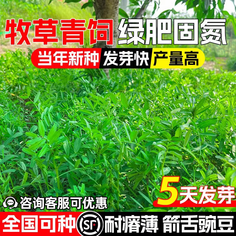 箭舌豌豆种籽果园绿肥牧草种子