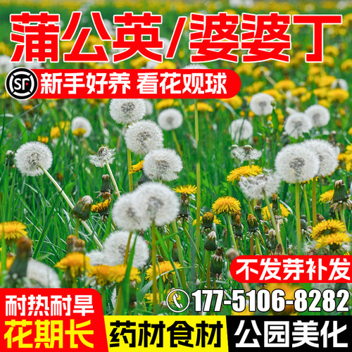 蒲公英种子四季播种室外阳台种籽