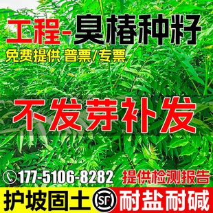 臭椿种籽耐盐耐碱边坡绿化工程护坡固土灌木草籽林木种子矿山复绿