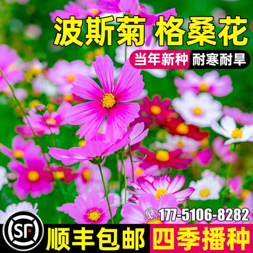 波斯菊四季播种易活格桑花花种子
