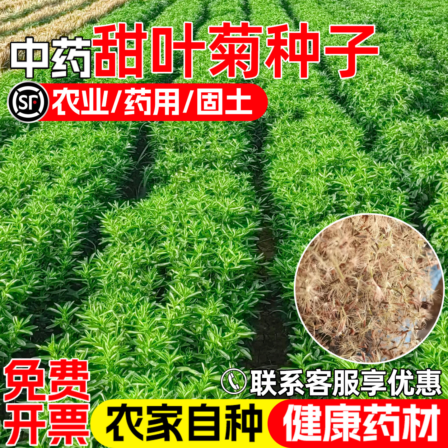 甜叶菊种子药食两用护坡固土药材