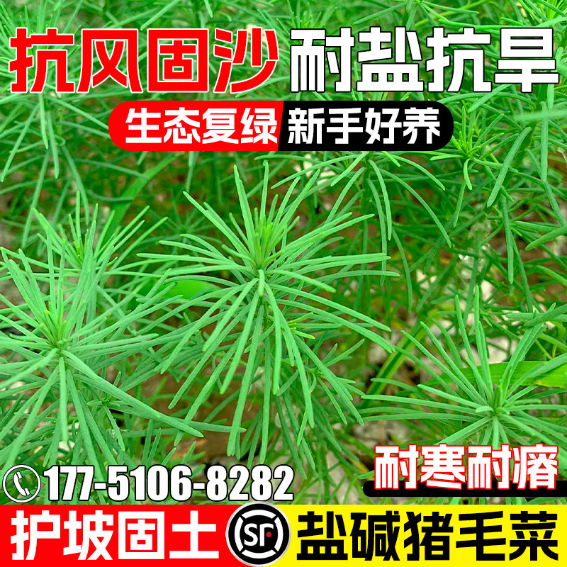 猪毛菜种籽多年生扎蓬蒿猪毛缨护坡固土草籽防风固沙绿化灌木种子