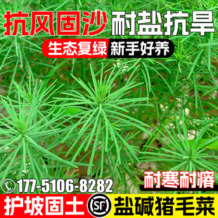 猪毛菜种籽多年生扎蓬蒿猪毛缨护坡固土草籽防风固沙绿化灌木种子
