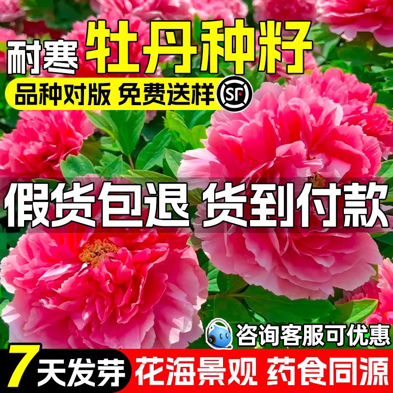 重瓣牡丹花种子花园庭院阳台盆栽花海洛阳牡丹花籽耐寒多年生灌木