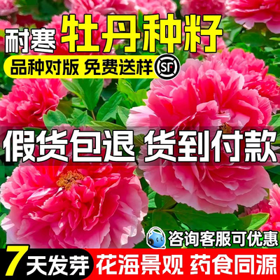 重瓣牡丹花洛阳花种子花海景观
