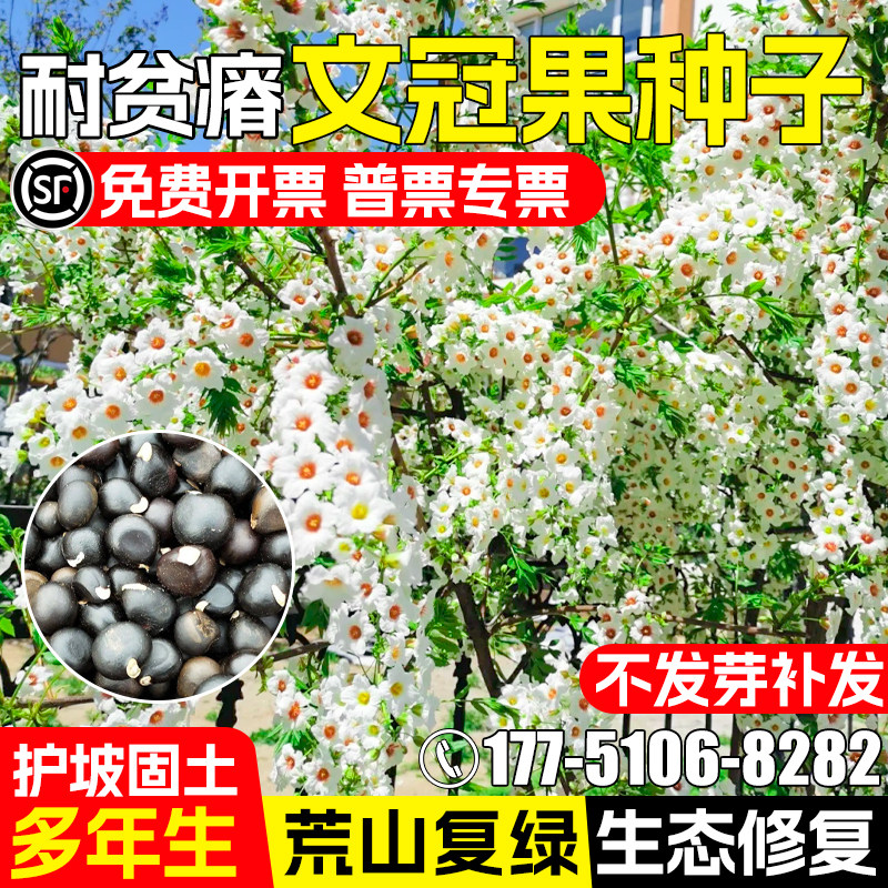 文冠果种籽护坡固土荒山复绿绿化