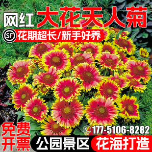 大花天人菊种子四季播种公园庭院别墅花海景区花籽野花组合花种籽