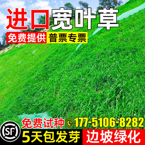 宽叶草草籽耐寒耐旱护坡固土种子