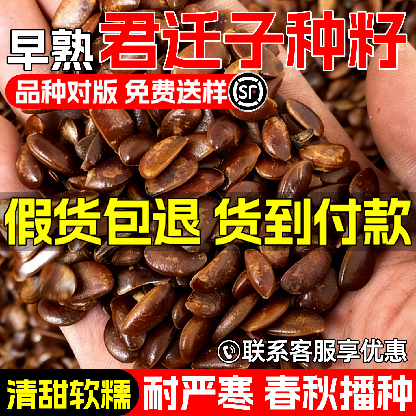 君迁子种子软枣黑枣野生柿子树苗