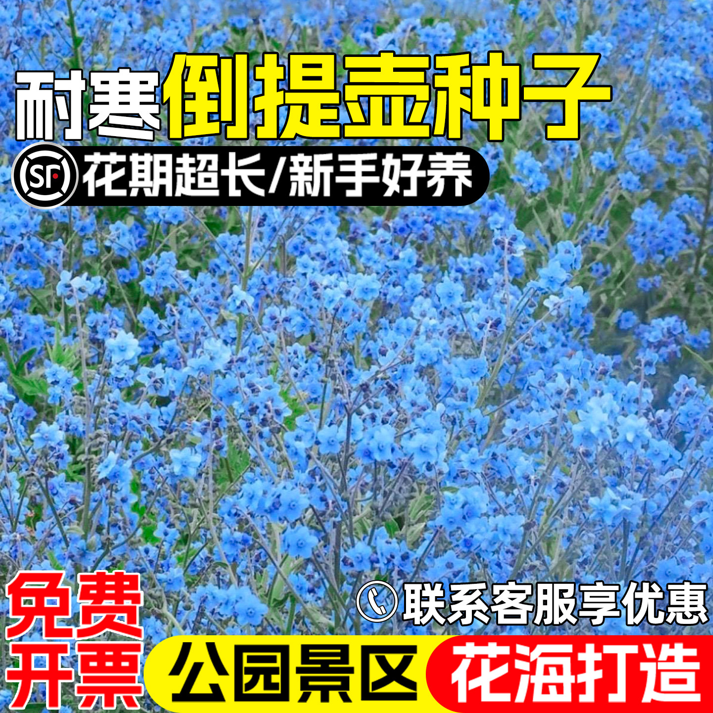 倒提壶花籽花海公园景区花海打造