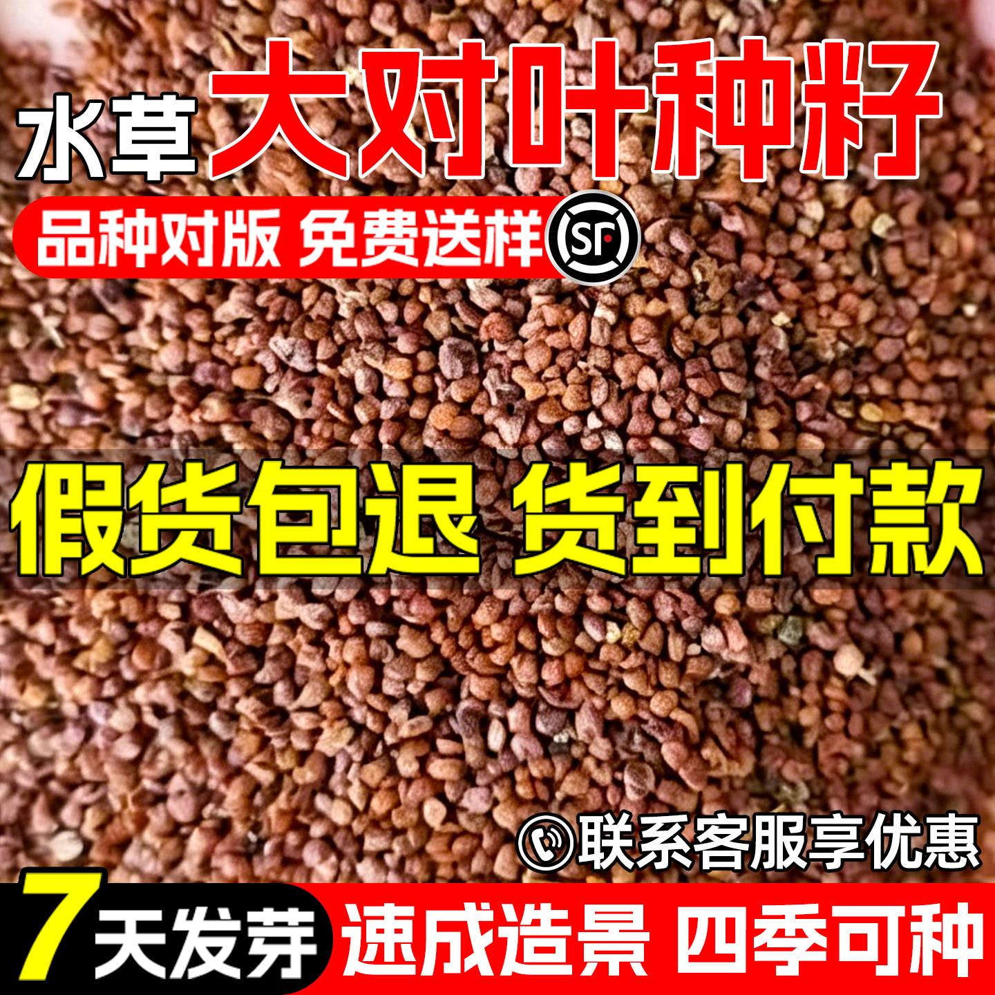 大对叶种子鱼缸造景水族箱水草籽