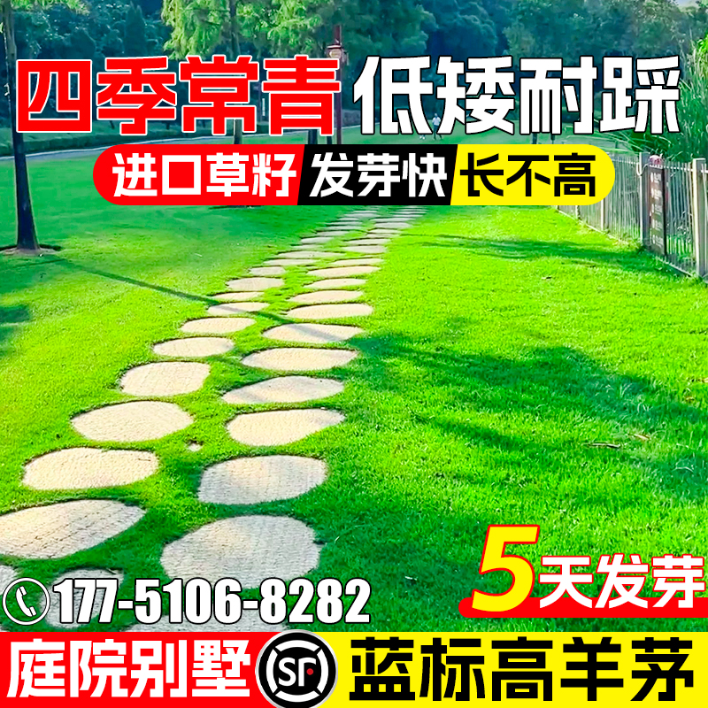 蓝标高羊茅草籽矮生四季常青耐寒耐旱耐践踏庭院别墅绿化草坪种子