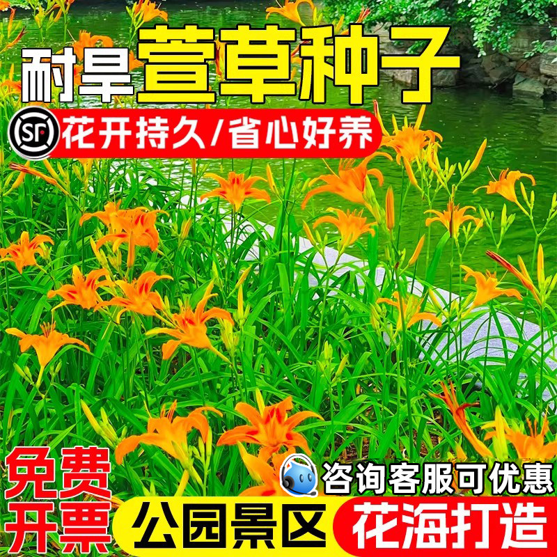 萱草花籽公园景区花海景观美化