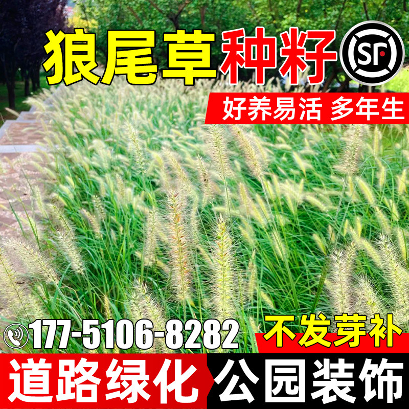 狼尾草草籽绿化公园河道护坡种子