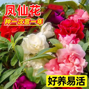 凤仙花种子四季播种开花庭院室内外花籽阳台盆栽指甲花种籽孑