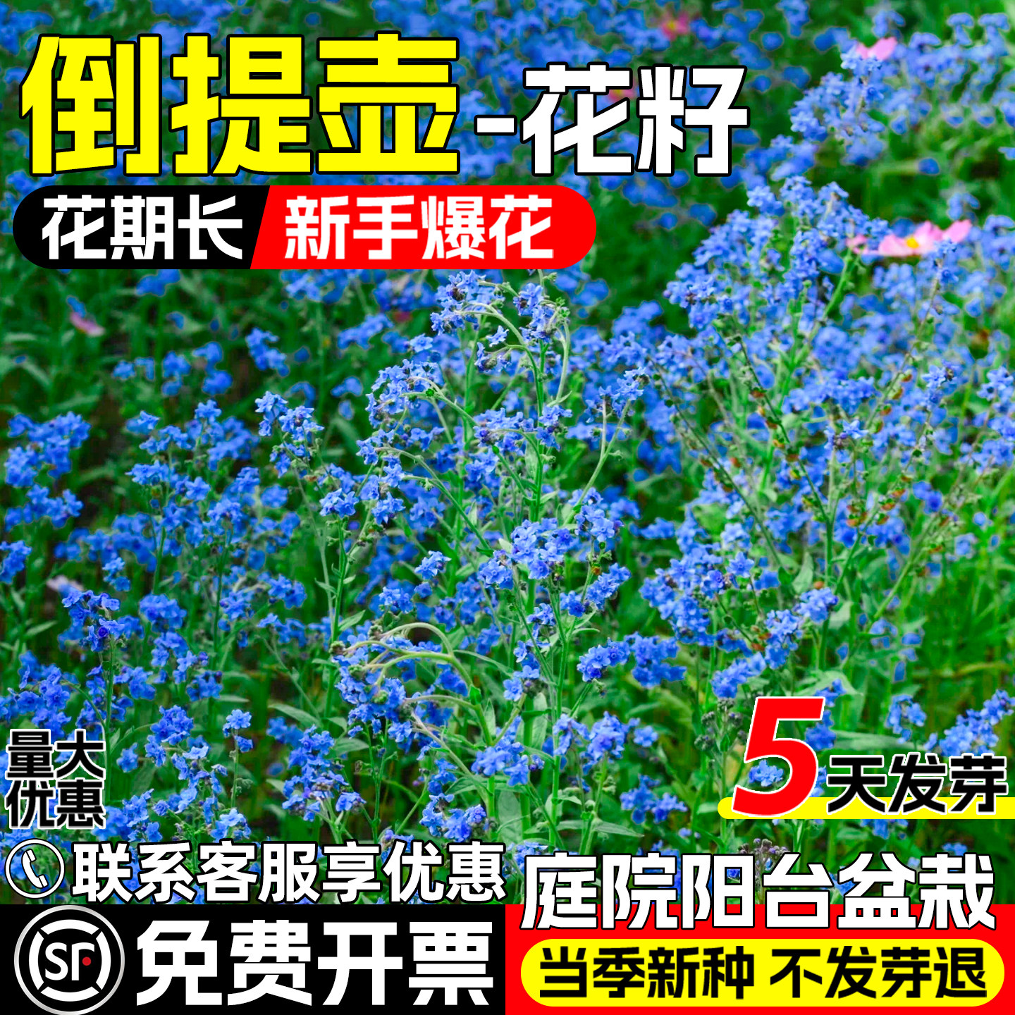 倒提壶花籽庭院阳台盆栽蓝布裙