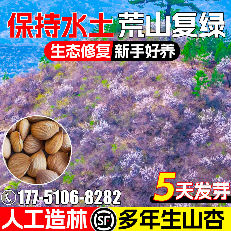山杏种子人工植被造林水土保持荒山复绿灌木种籽耐旱多年生山杏核
