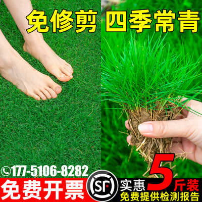 草坪草籽四季常青矮生地毯草种籽