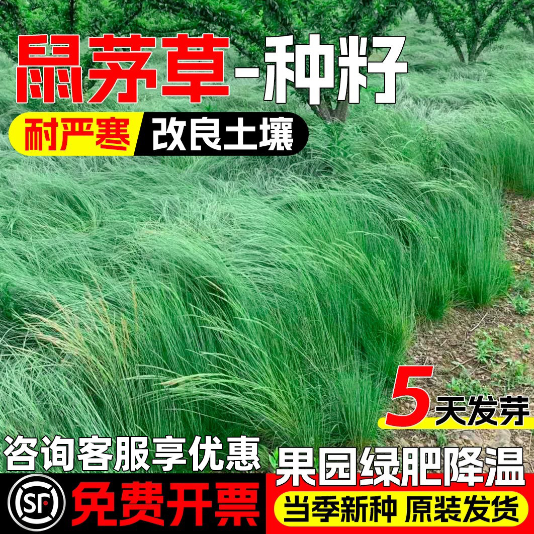 鼠茅草种子土壤改善果园绿肥降温