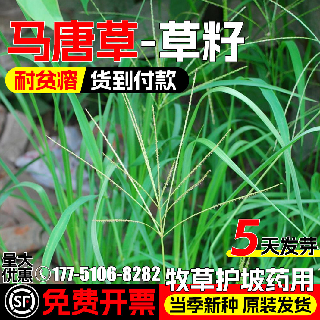马唐草籽耐旱耐贫瘠护坡固土牧草