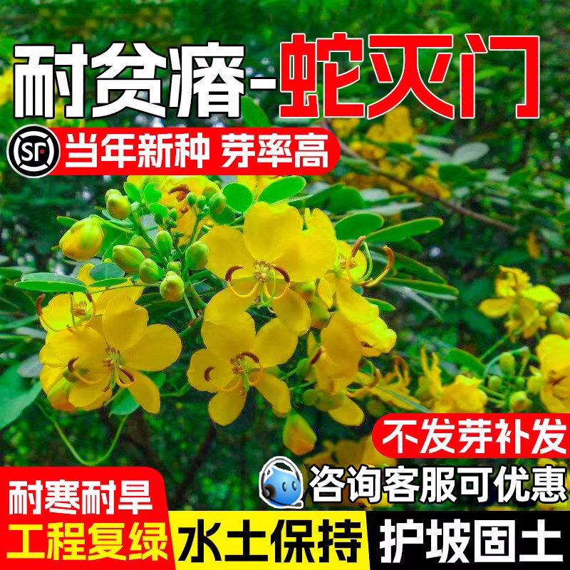 蛇灭门种子驱蛇灌木种籽耐贫瘠工程复绿护坡固土多年生绿化草种籽